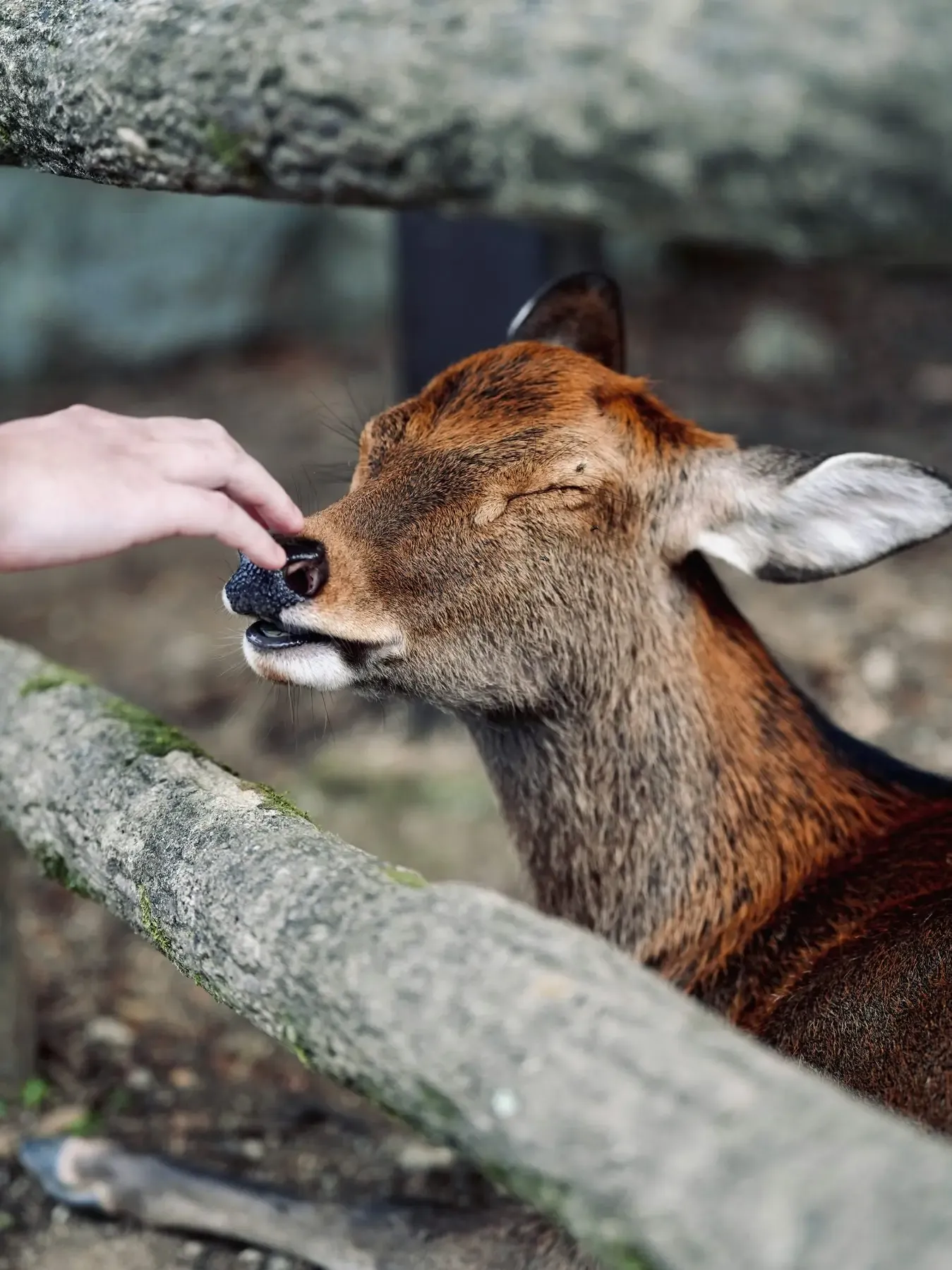 Sessió de tapping amb un animal