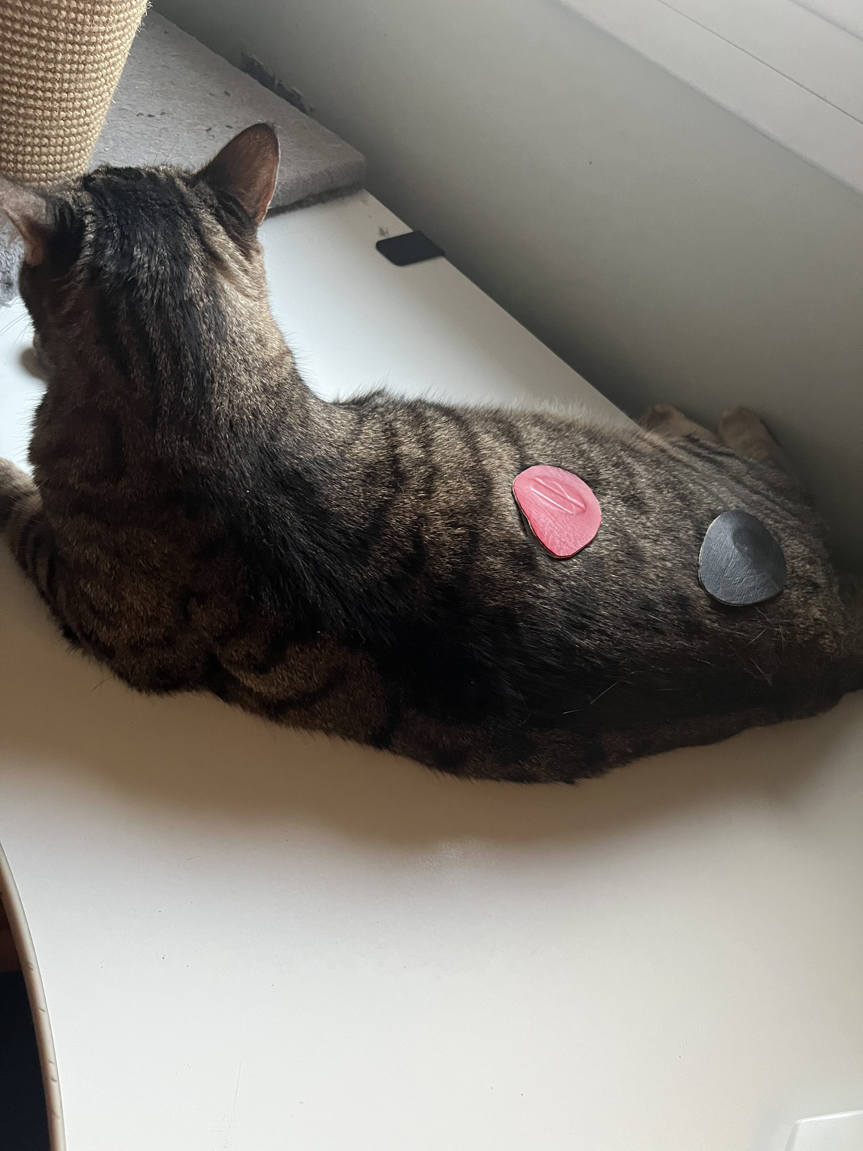 par_biomagnetico_para_animales