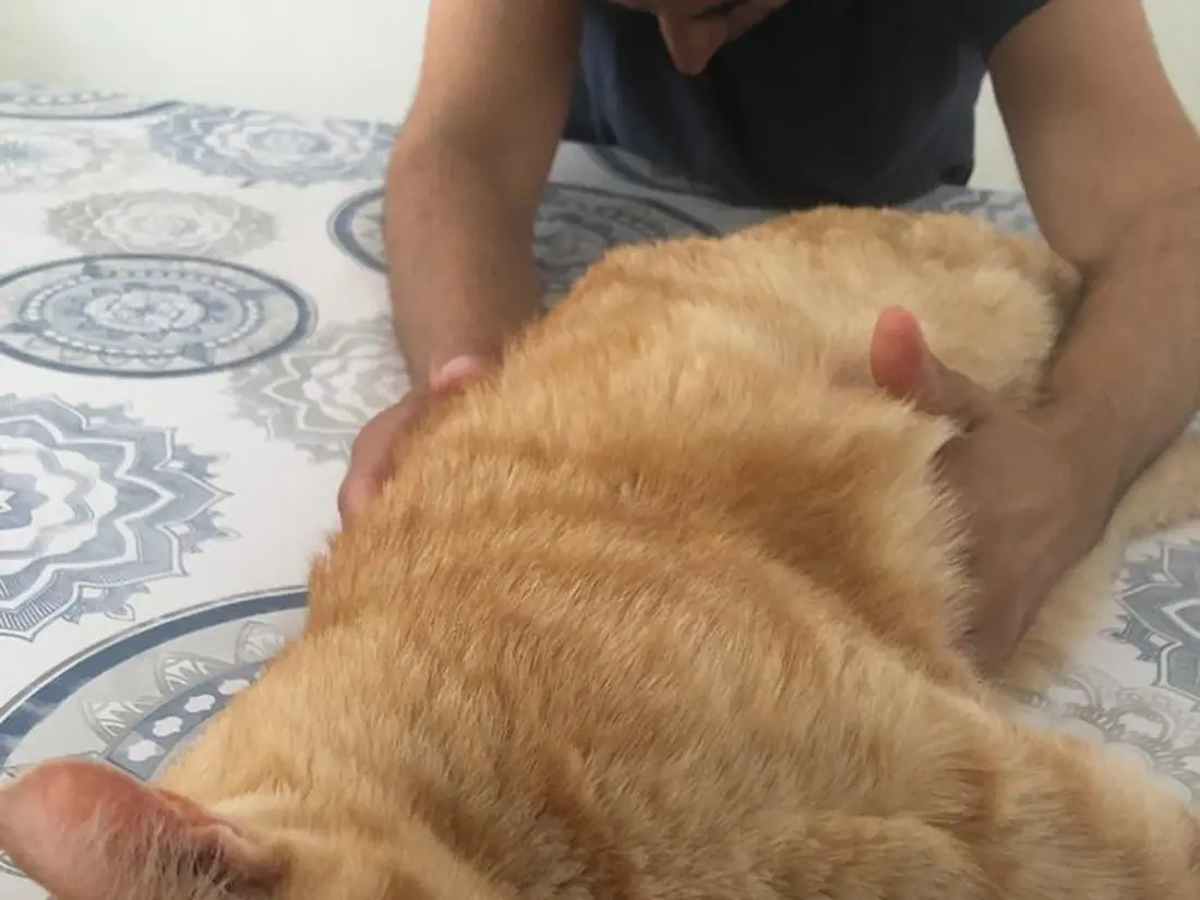 Sesi&oacute;n de terapia craneosacral a un gato