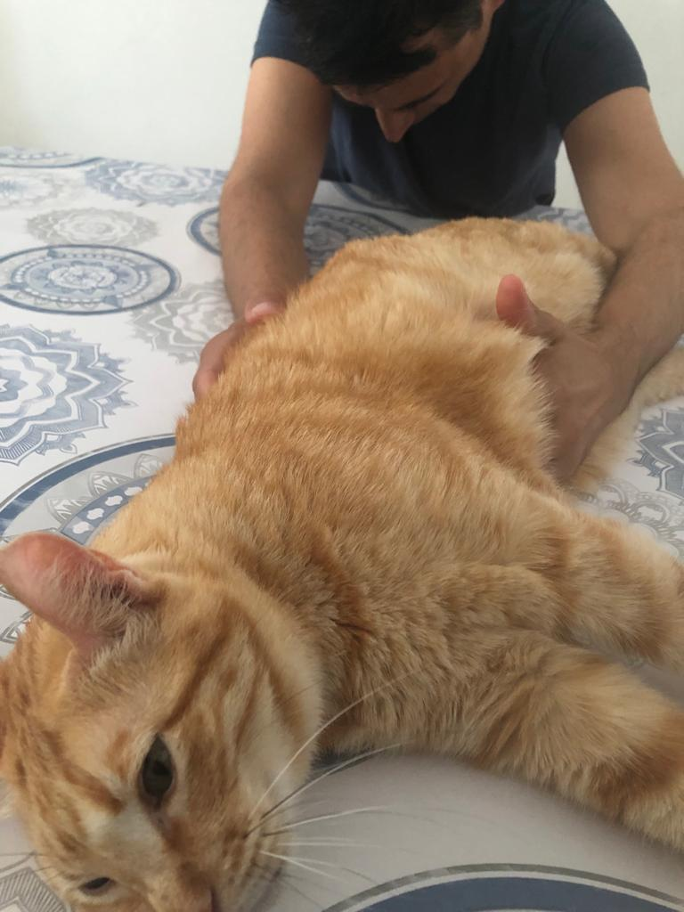 terapia_craneosacral_para_animales